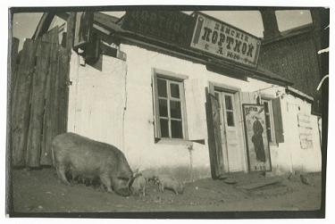 Sow in front of Chinese tailor shop