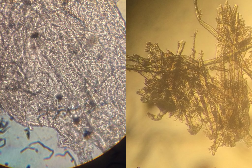 A sample of true parchment (left) versus ‘parchment paper’ (right) through the microscope