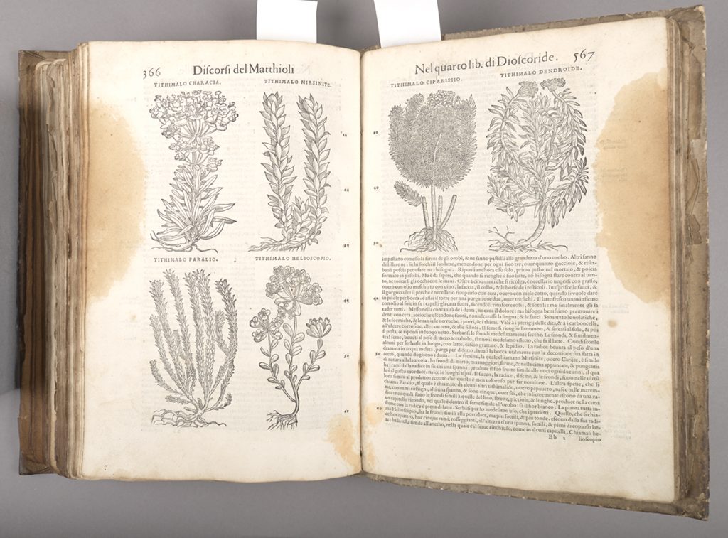 A two page spread in the interior of the text, with woodcut illustrations of plants and dark yellow stains at the fore-edges of both pages. 