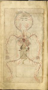 Image from a manuscript showing a drawing of a person designed to show their anatomy, including the circulatory and digestive systems. There is writing in Persian