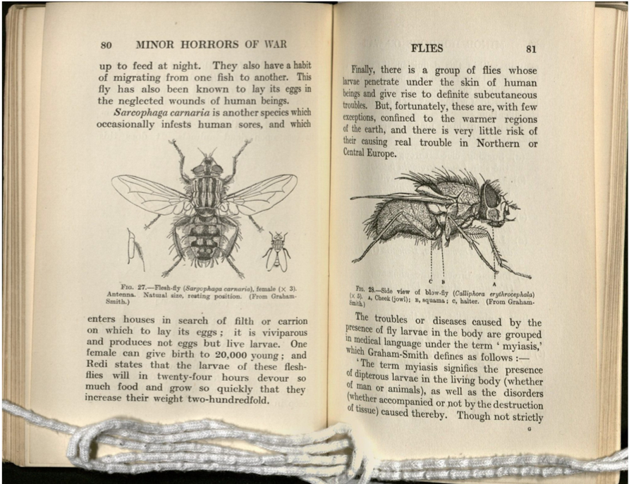 Left page shows an overhead view of a fly, the right page a side view of the fly