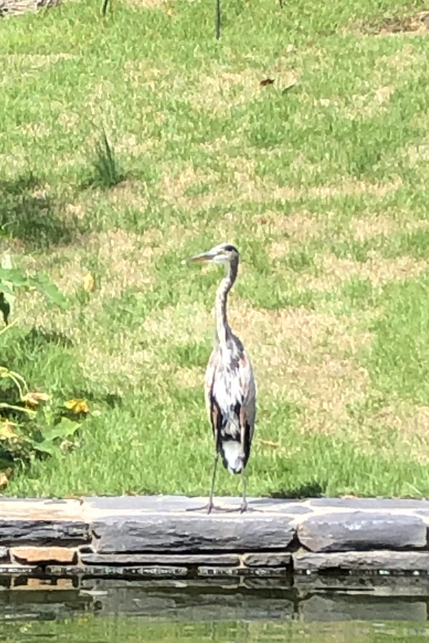 Heron standing by pond