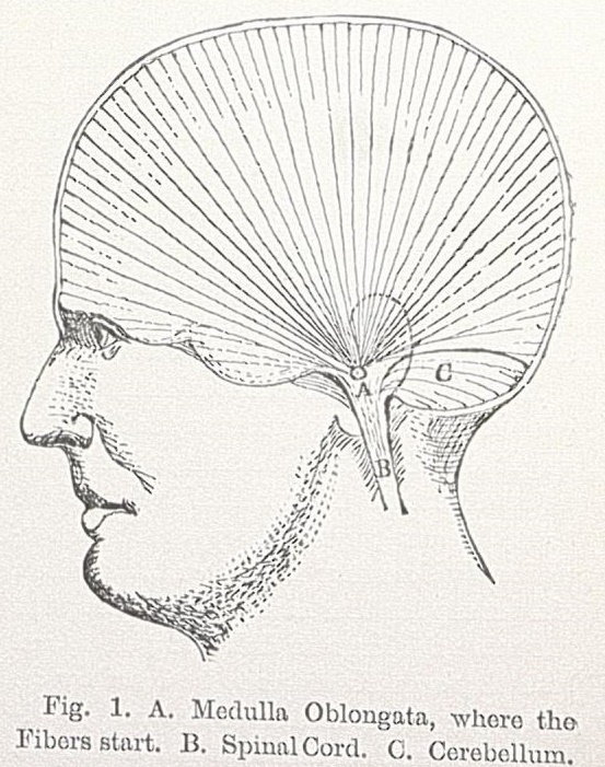 Outline of a human head showing lines radiating out from the spinal cord to the skull. 