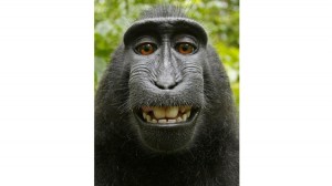 la-fg-british-photographer-monkey-selfie-20140-001