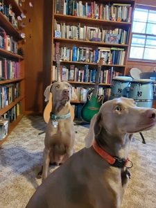 Photo of bookshelves, two Weimaraners, and instruments