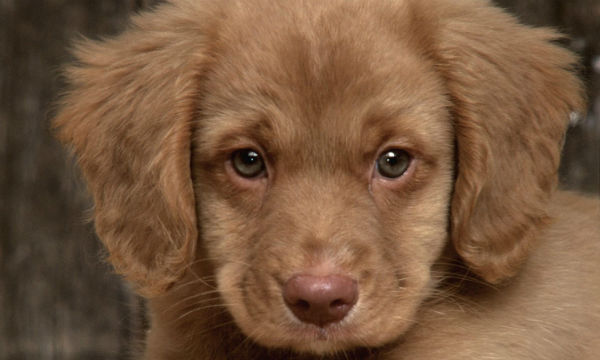Sad-Puppy-puppies-9726248-1600-1200x