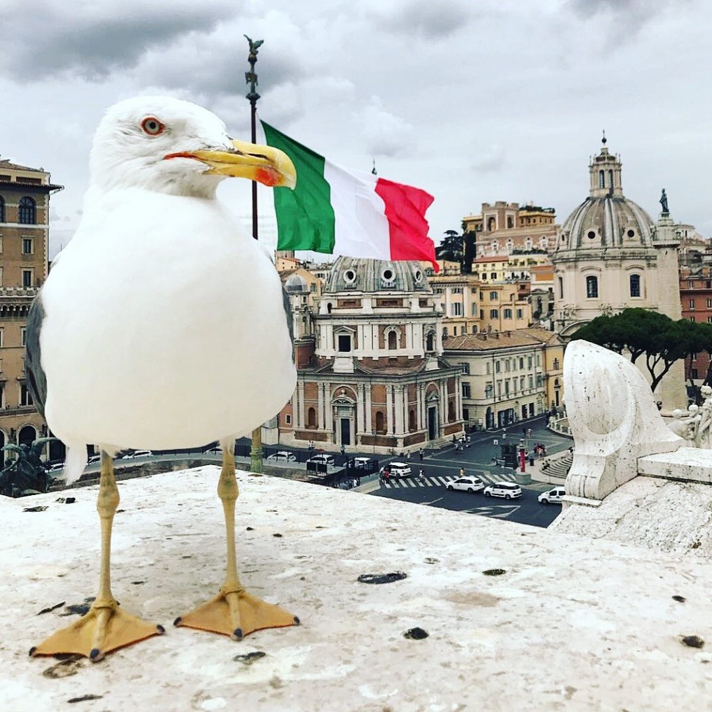 Seagull in Rome Italy