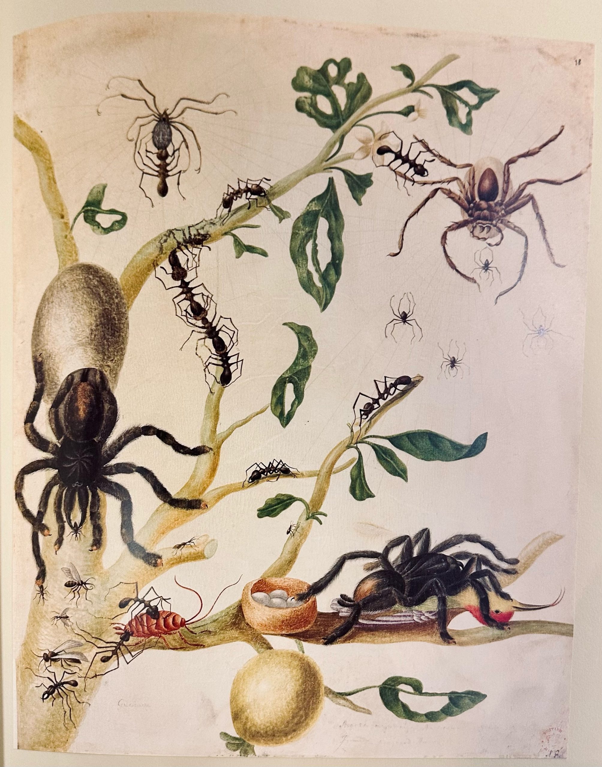 18th-century illustration of spiders crawling on plant branches