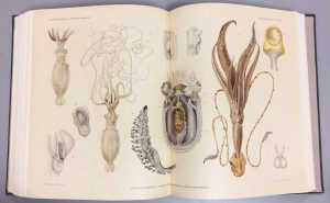 cephalopod illustration