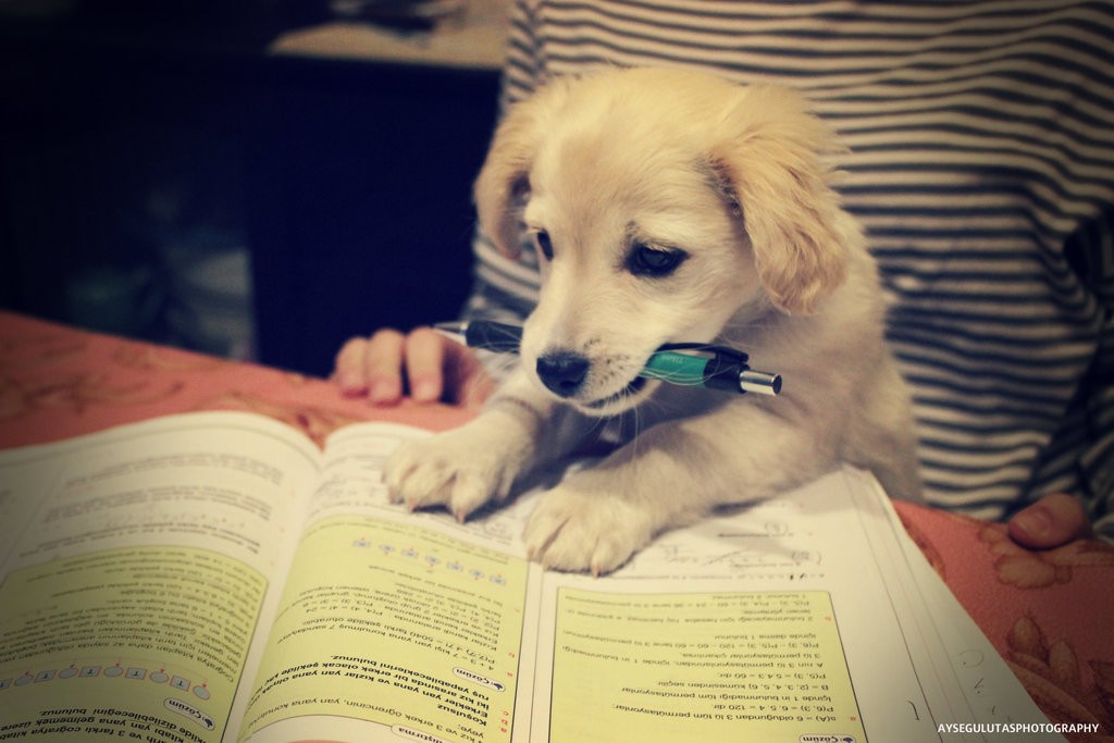 puppy_is_studying_math____by_aysegulutas-d5xh0d3